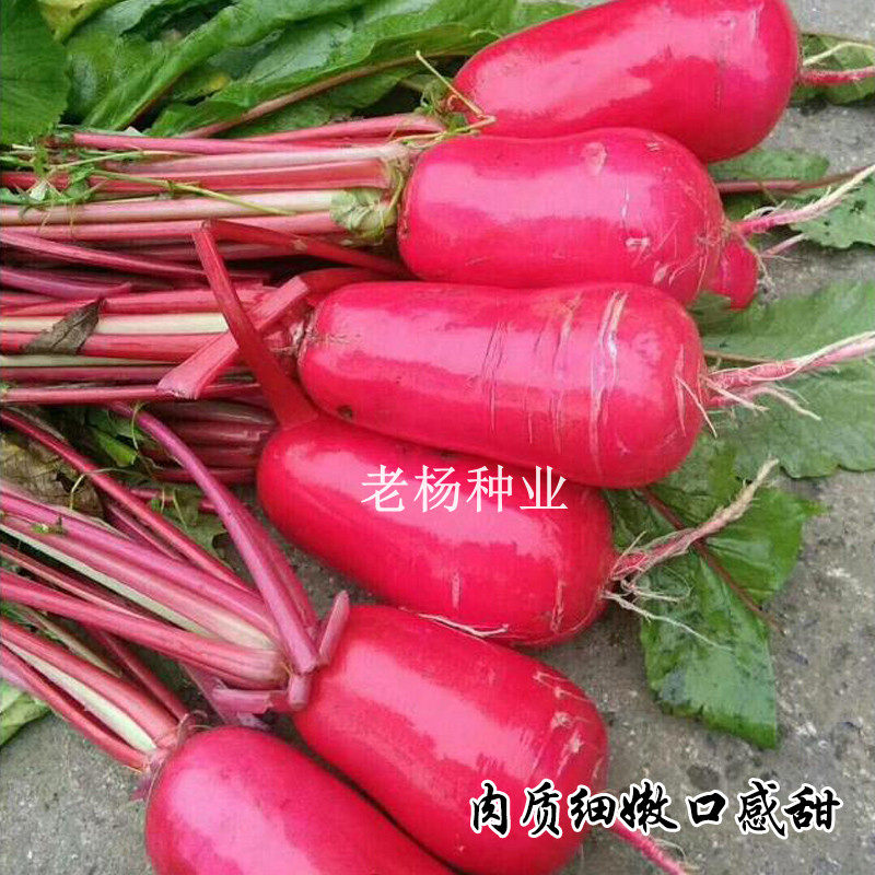 红皮萝卜种子水果籽白芯红心春夏秋冬水萝卜籽四季阳台盆栽蔬菜孑,鲜花速递/花卉仿真/绿植园艺,家庭园艺种子,淘宝优惠券,粉丝福利购,淘宝优惠卷