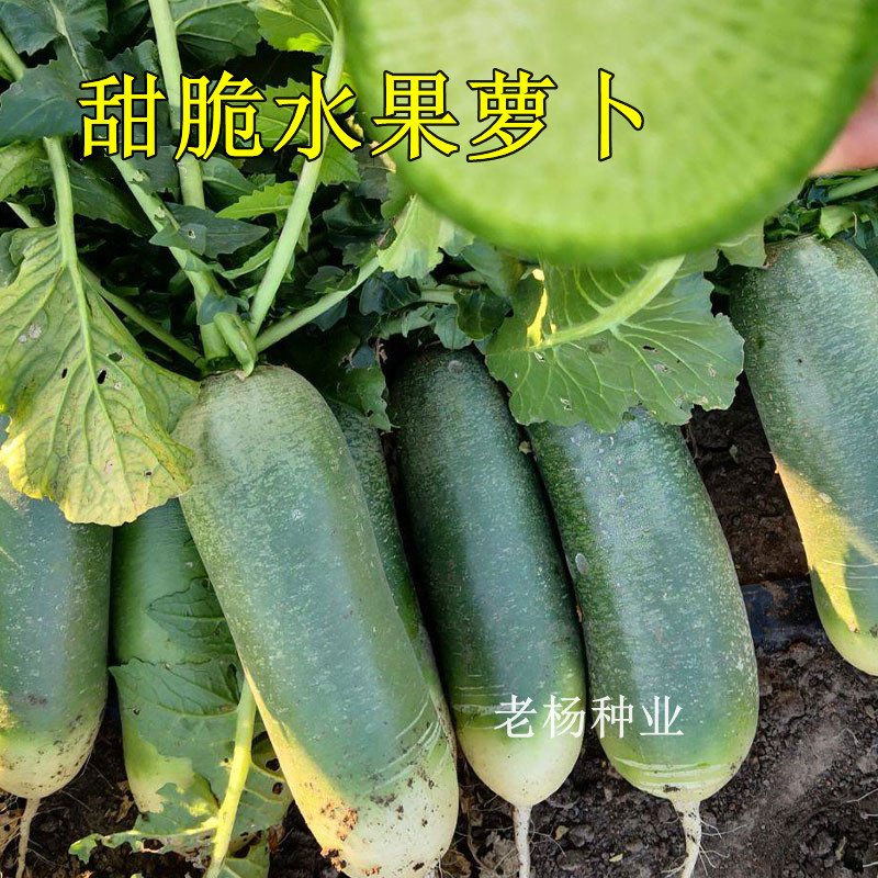 甜脆水果萝卜种子天津沙窝萝卜籽正宗甜脆水果型山东潍坊青四季孑