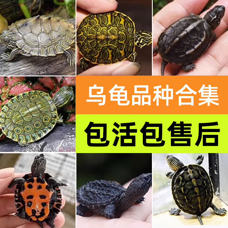 中华草龟活体小乌龟活物草龟苗宠物外塘观赏龟水金线龟墨龟长寿龟
