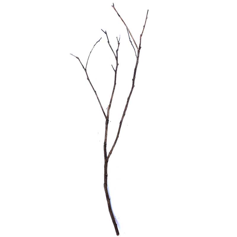 细小树枝干柴捆圣诞节庆装饰干枝枯枝幼儿园森系创意自然摆件柴火