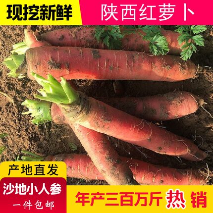 陕西沙地水果红萝卜红皮红心带泥新鲜脆甜沙窝生吃即食胡萝卜蔬菜