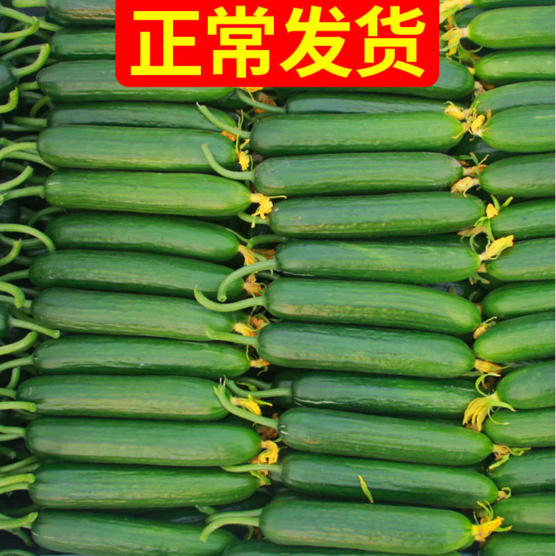 水果黄瓜新鲜青瓜5斤吃货山东旱小黄瓜10蔬菜助农家荷兰生吃素食