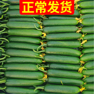 水果黄瓜新鲜青瓜5斤吃货山东旱小黄瓜10蔬菜助农家荷兰生吃素食