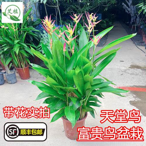 富贵鸟盆栽大叶植物吸甲醛绿植