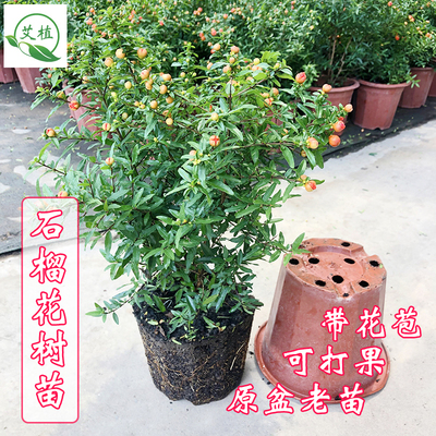 石榴盆栽阳台川田四季开花带花苞