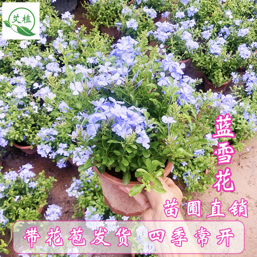 绿植大苗阳台爬藤好养耐晒蓝雪花