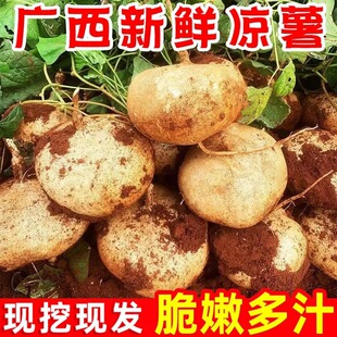 广西凉薯新鲜现挖沙地白心地瓜豆薯农家蔬菜地萝卜白沙葛当季水果