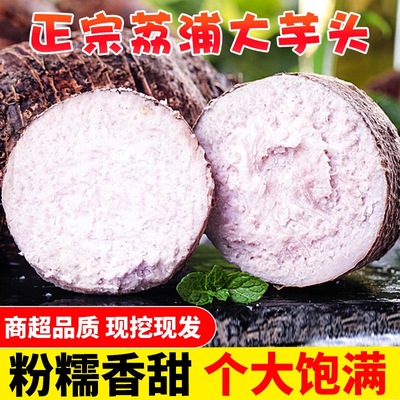 正宗荔浦大芋头新鲜现挖香芋正宗小芋头紫藤毛芋头槟榔芋