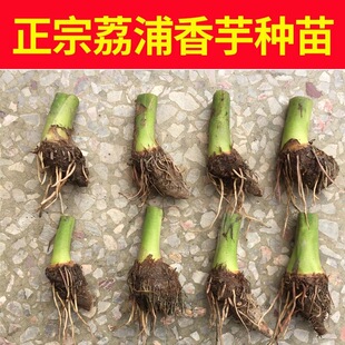 【荔浦香芋种苗】正宗广西芋头种紫藤槟榔芋种植苗蔬菜种子苗正品