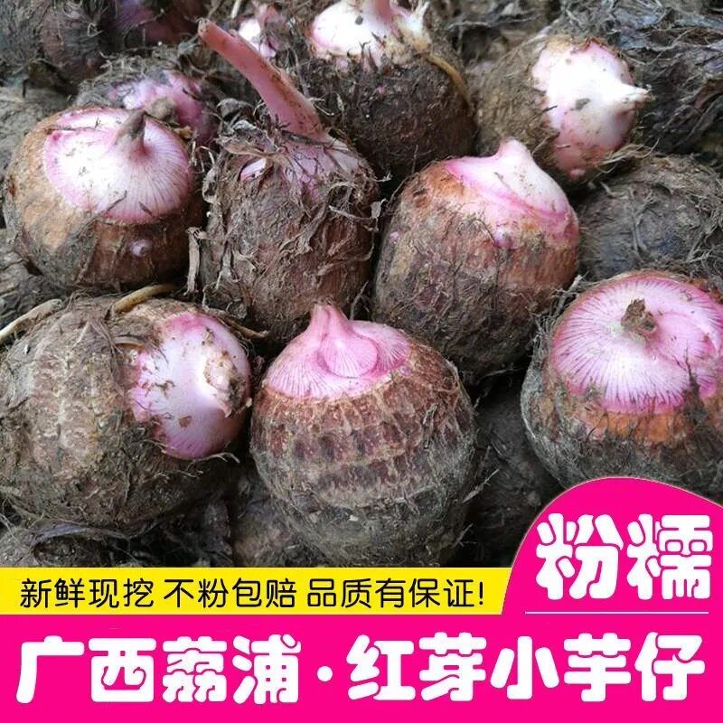 广西荔浦红芽芋头新鲜芋头现挖小香芋软糯香芋头芋仔芋艿仔