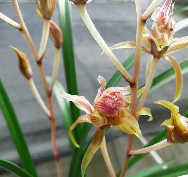 包邮云南室内兰花苗寒兰红凤 金凤 阳台花卉客厅兰花盆栽 自然