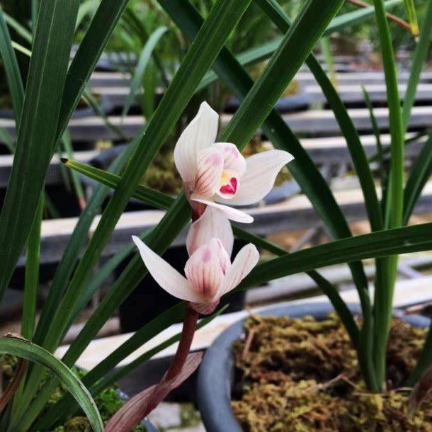 包邮 当年开花兰花苗莲瓣兰 昆华荷 阳台花卉兰花盆栽自然种植