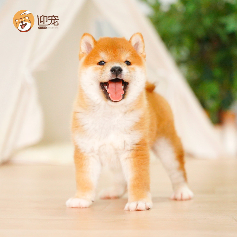 纯种柴犬幼犬双血统可爱中小型家养宠物赛级冠后柴犬实体大犬舍