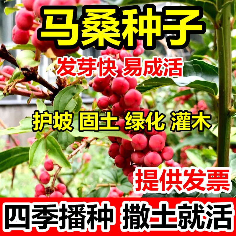 马桑种子水马桑车桑子木豆树木豆猪屎豆马棘种子马桑醉鱼桑葚桑树