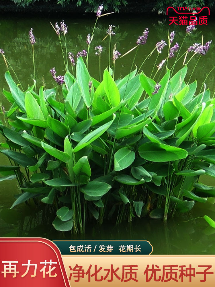 水生植物 再力花种子 花叶芦竹黄蒲芦苇水葱水葫芦鸢尾种子春夏播