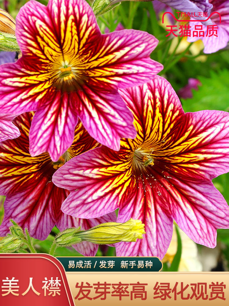 大花美人襟种子朝颜烟草花喇叭花四季庭院易活阳台盆栽花卉种籽子