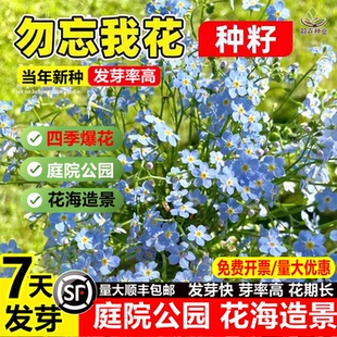 勿忘我种子四季易种花籽宿根多年生勿忘草庭院阳台盆栽花卉花种籽
