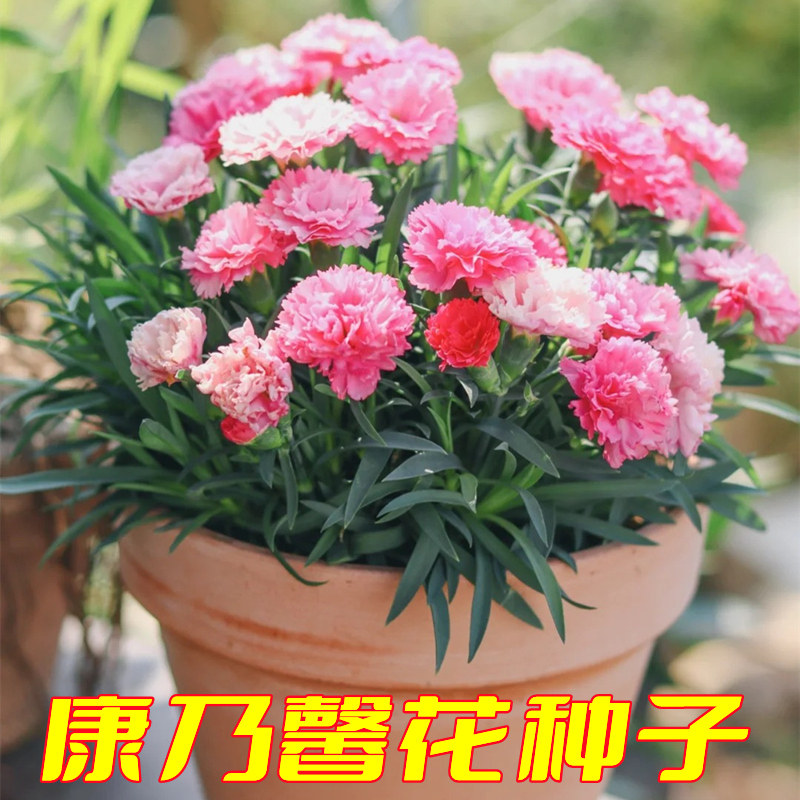 康乃馨种子室内四季种易活盆栽花卉室外开花花种子花草植物花籽孑