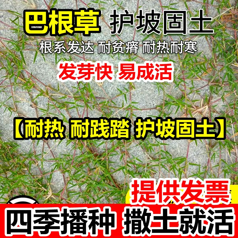 进口巴根草种子籽护坡绿化专家铁线草蟋蟀草防水土流失种子牛筋草