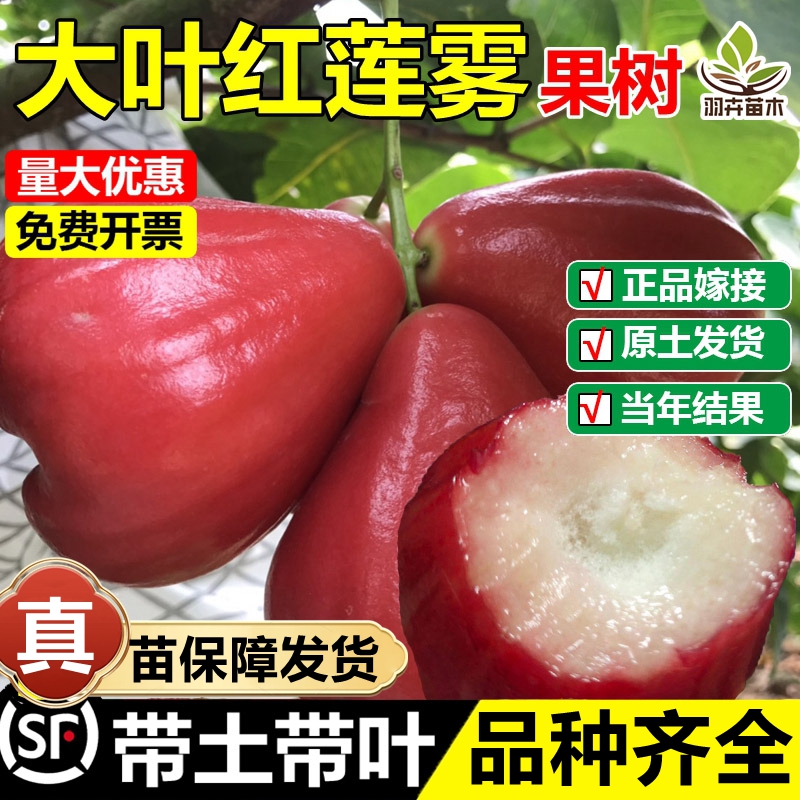 大叶红莲雾嫁接果树苗当年结果苗