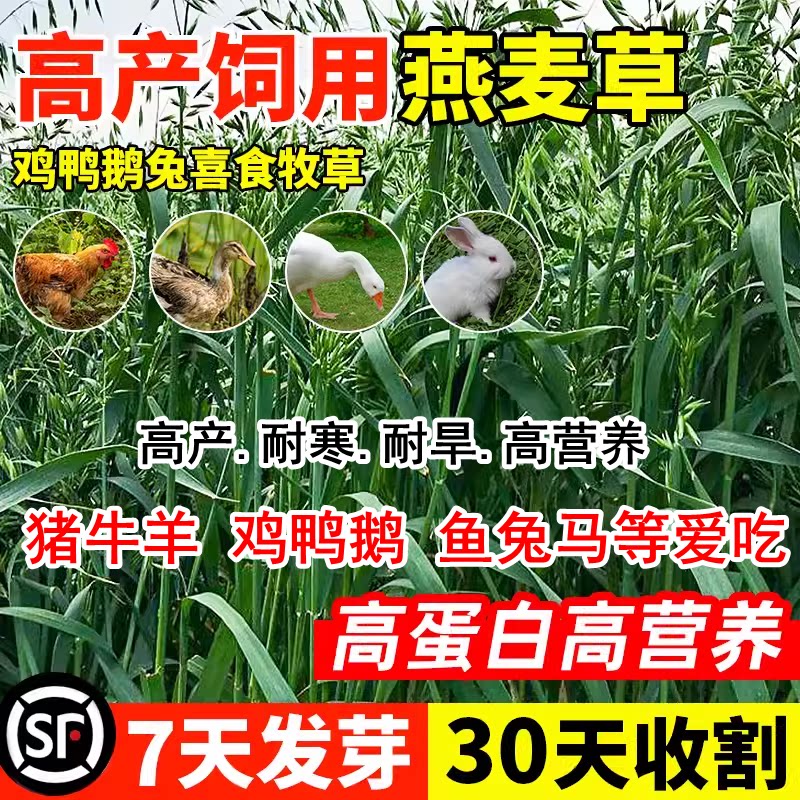 燕麦种子高燕麦大蟹钓银边草燕麦草牧草饲料观赏植物耐寒耐热草籽