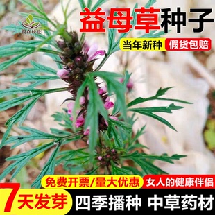 野生益母草种子四季播种易活益母草种籽子种药材食用种籽蔬菜种子