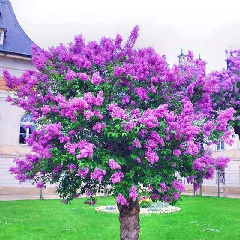 四季丁香花树苗庭院绿化风景树当年开花紫丁香花苗南北方耐冻植物