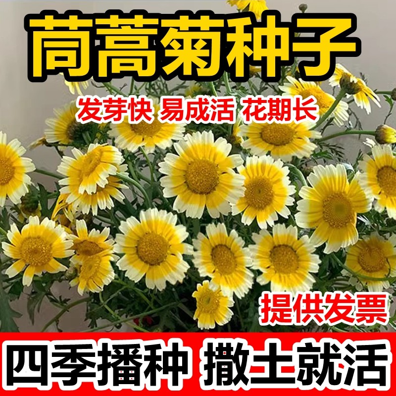 茼蒿菊种子黄金菊花种籽春播木茼蒿四季开花室外花草易种易活花海