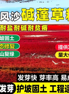 碱蓬草种子红色翅碱蓬卤蓬土壤沙荒地绿化耐盐碱治理土壤改良种籽