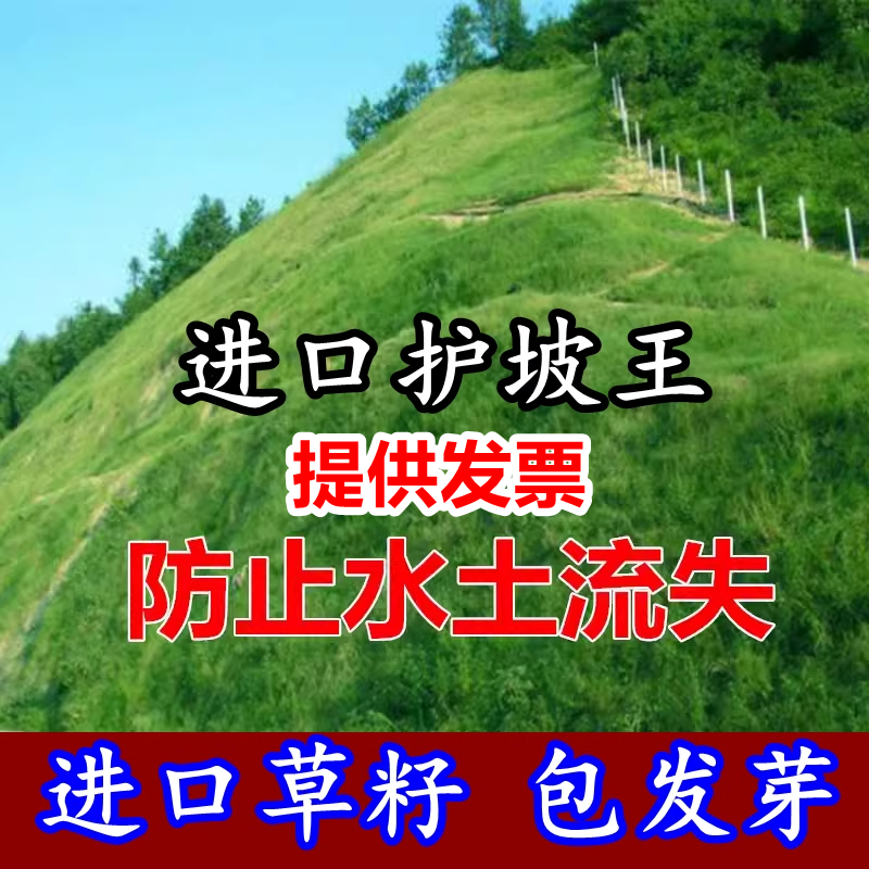 防止水土流失护坡固土草种护坡王草籽绿化草坪四季青耐旱护坡草种 鲜花速递/花卉仿真/绿植园艺 家庭园艺种子 原图主图