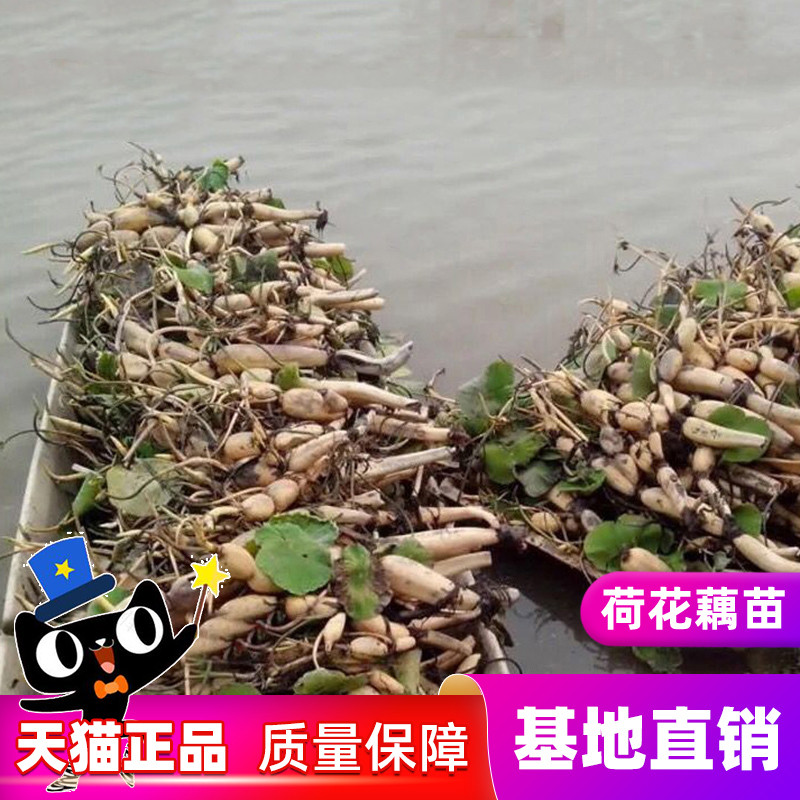 荷花苗盆栽水养莲藕种根苗食用藕种藕苗莲花观赏种藕水生植物四季