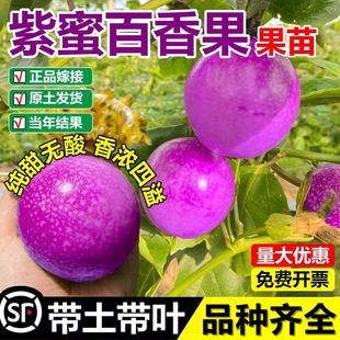 新品种紫蜜一号百香果嫁接苗甜蜜蜜纯甜耐寒品种盆栽地栽四季结果