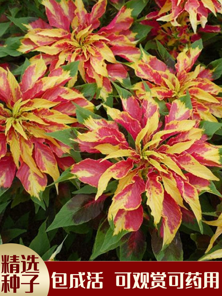 雁来红种子 观叶植物花卉品种老来少三色苋常见好种叶类观赏变色