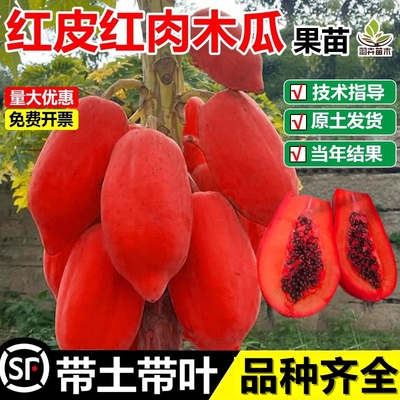红皮红肉木瓜树苗冰糖心当年结果