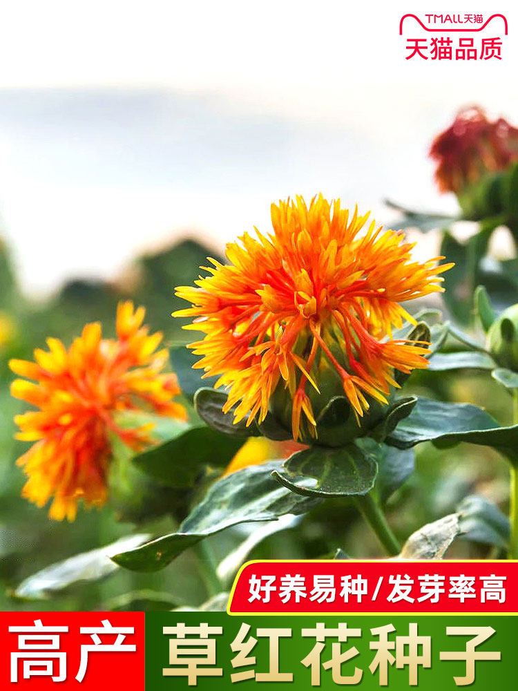 药材红花种子红花种籽刺红花材藏红花新疆产红花籽无刺大田种