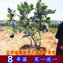 蓝莓树果苗带果盆栽地栽南方北方种植奥尼尔兔眼薄雾绿宝石蓝莓苗