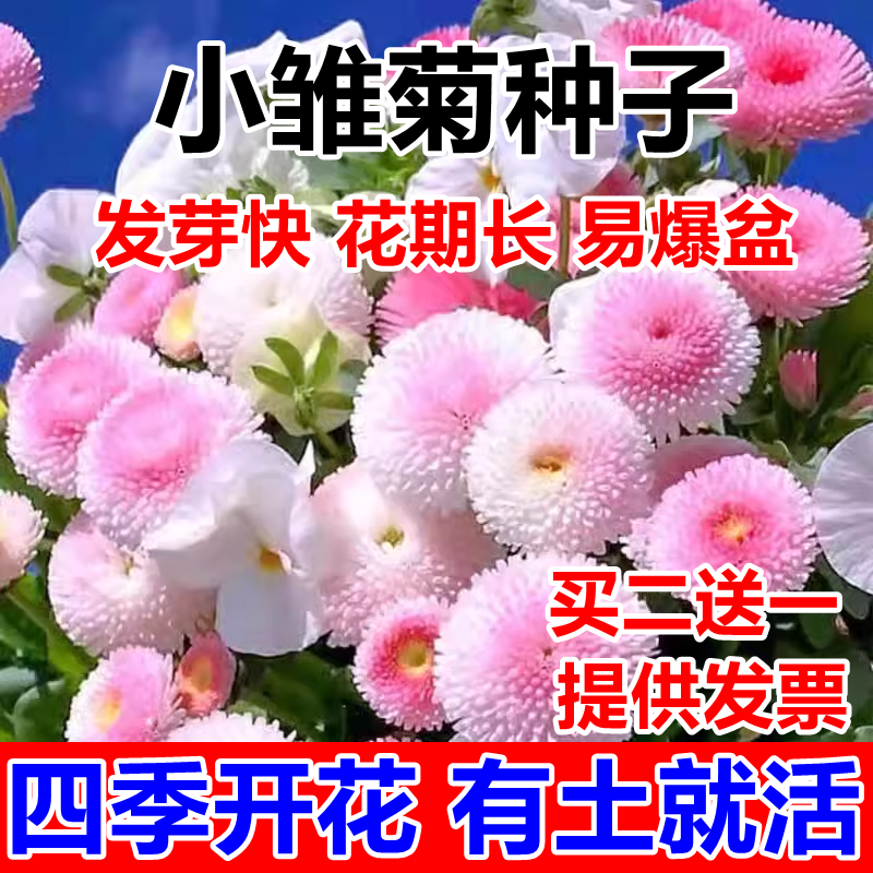 小雏菊花种子籽玛格丽特四季易活