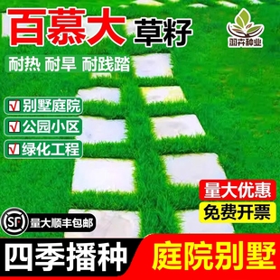 矮生百慕大草坪草籽四季青种子耐热旱耐践踏绿化耐免修剪草皮草籽
