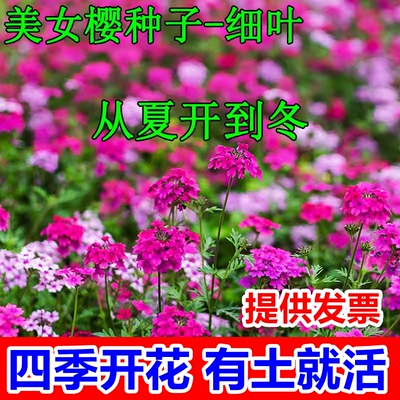 细叶美女樱种子见土就活四季开花