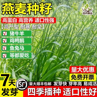 进口燕麦草籽高产牧草种子耐寒耐旱猪牛羊鸡鸭鹅等爱吃绿肥草饲料