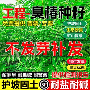 新采臭椿树林木种子红油香椿种子臭椿种子乔木护坡灌木造林树苗籽