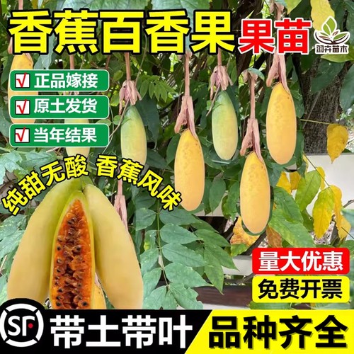 香蕉百香果嫁接树苗甜蜜蜜耐寒苗