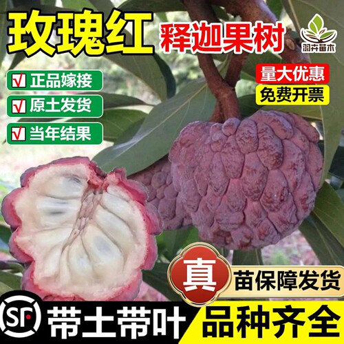 玫瑰红释迦果嫁接树苗台湾凤梨苗