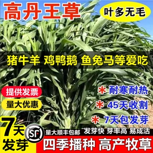 进口高丹王草籽高产牧草苏丹草种子四季再生养殖牛羊猪鱼兔草种籽