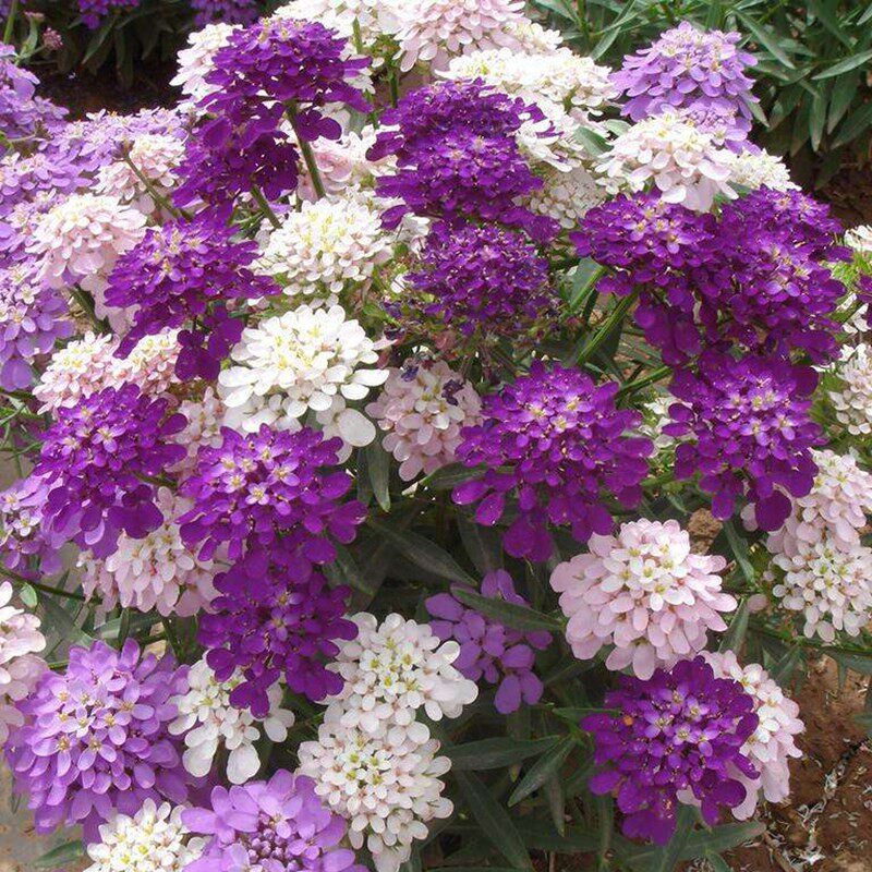 蜂室花种子四季种易活开花室内阳台盆栽苗报春花种籽庭院植物花种