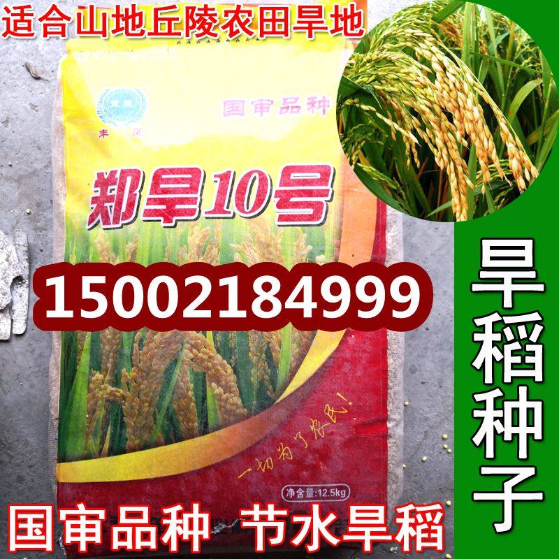 旱稻种子 郑旱10号 郑旱9号 粳稻 籼稻 糯稻中晚熟常规稻谷种子