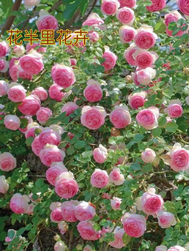 新客减蔷薇花爬藤月季龙沙宝石特大花藤本玫瑰花苗浓香四季庭院别