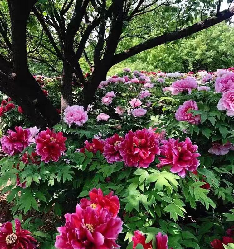 牡丹花树苗洛阳真品正宗带花苞牧丹花种耐寒花卉大花盆栽牡丹花苗