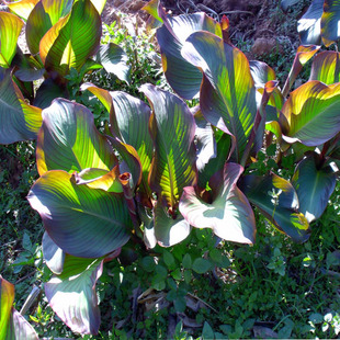云南芭蕉芋芋头芭蕉芋种苗芋头种芋头芋类植物新鲜