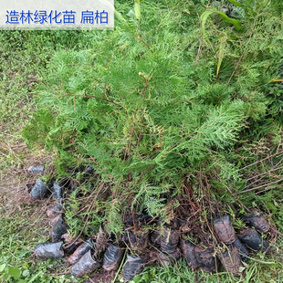 造林绿化苗柏树苗扁柏营养袋带土发货云南现挖现发柏树苗树苗